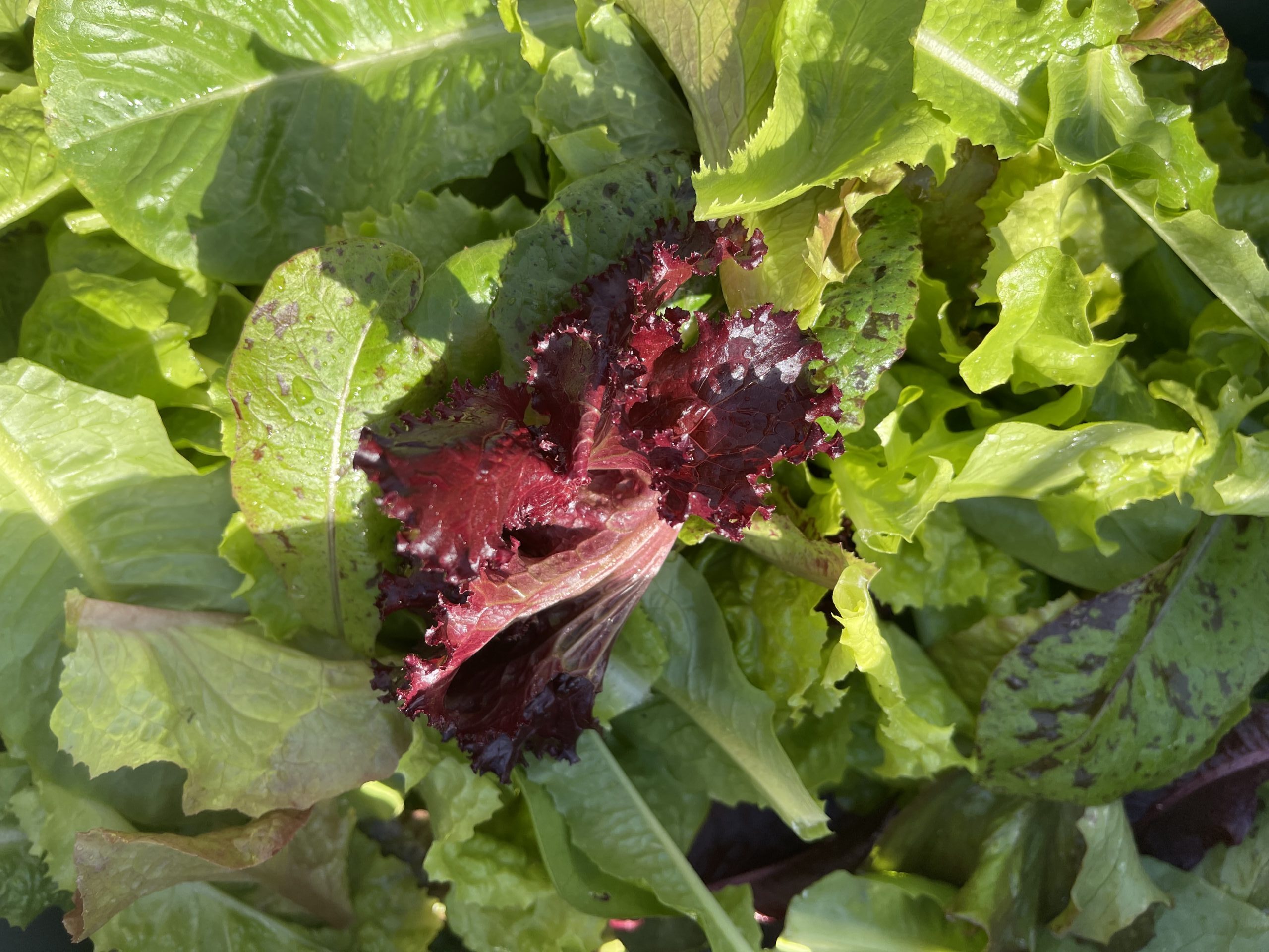 Secret Salad (150g)